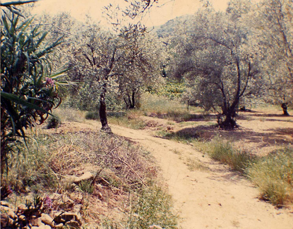 olive grove in central Cretan mountains.jpg