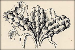 MMIIIA barley spray relief, fr Evans 'Palace' 4 629.jpg