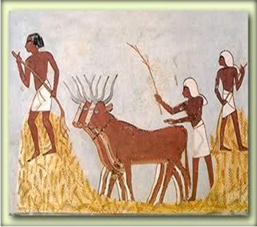 'djew' form as heaps of grain, Tomb of Menna, Thebes.jpg